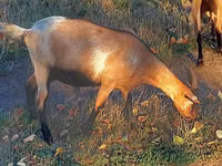 Echki, Echkilar — 2-rasm