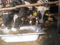 Bou, Rasa Holstein — foto 6