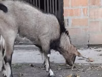 Cabro, Nubian Goat — foto 2