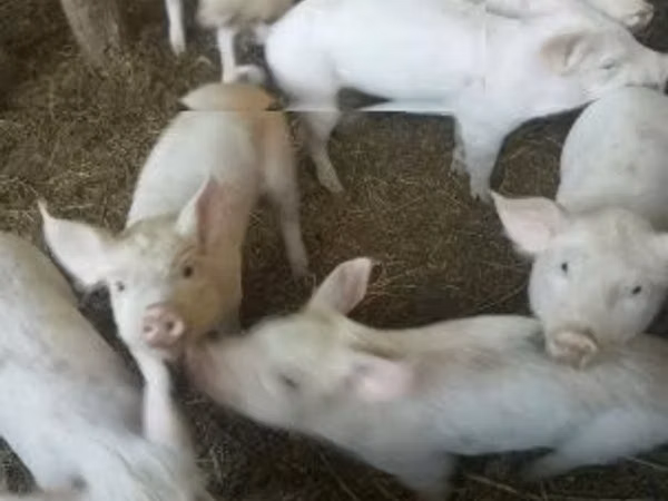Pigs (batch, sex not specified), Pigs