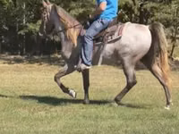 حصان, Rocky Mountain Horse — الصورة 2