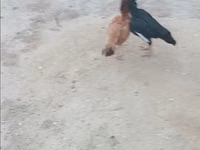 Chickens — Foto 1