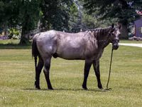 Cal, Quarter Horse — foto 4