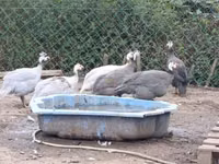 Guinea fowl — photo 2