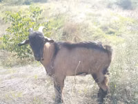 Ziegenbock, Ziegen — Foto 3