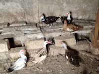 Ducks — photo 2