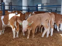 Toro, Simmental cattle — foto 2