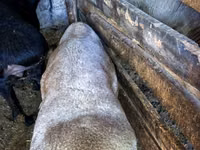 كبش, Hissar sheep — الصورة 4