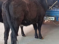 Vache, Aberdeen-Angus — photo 2
