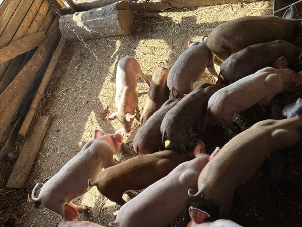 Vier, Porci