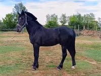 公马, Horses — 照片 1