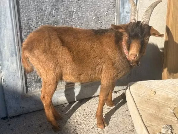 公山羊, Goats