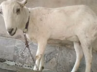 Ziegen (Partie, Geschlecht nicht angegeben), Barbari goats — Foto 3