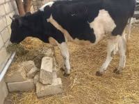 सांड, Russian Black pied cattle — फ़ोटो 3