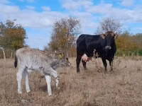 गाय, भूरी कार्पातियन नस्ल — फ़ोटो 3