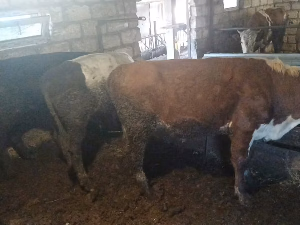 Toro, Simmental cattle