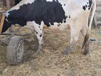 Vacă, Russian Black pied cattle — foto 3