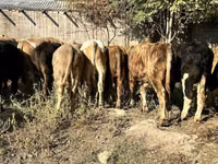 Bull, Swiss cattle — photo 4