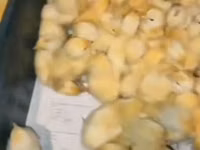 Chickens — photo 2