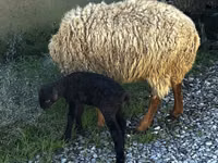 Bélier, Moutons — photo 7