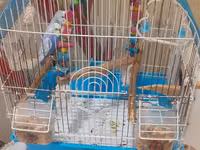 Dalmatin və açıq mavi rəng çalarlarında iki papuqay cütü – qəfəs və — Foto 1