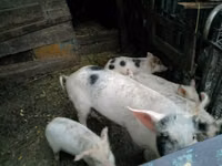 母猪, Pigs — 照片 1
