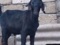 Cabro, Anatolian Black goats — foto 1