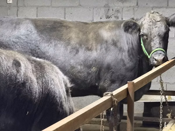 Bulle, Aberdeen-Angus