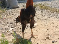 Chickens — الصورة 2