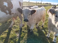 Toro, Vaca Galloway — foto 1