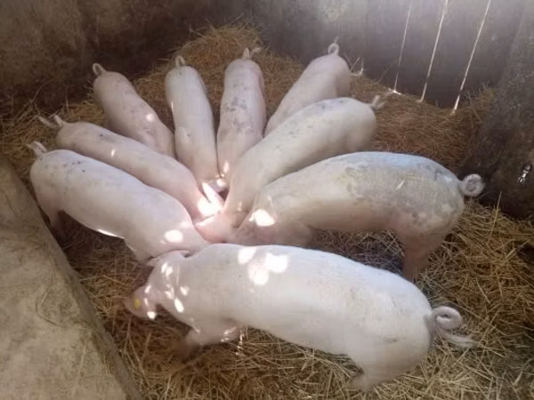 Säue, 