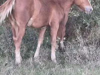 Égua, Cavalos — foto 1