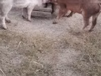 Boar — photo 1