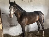 Hengst, Thoroughbred horse — Foto 4