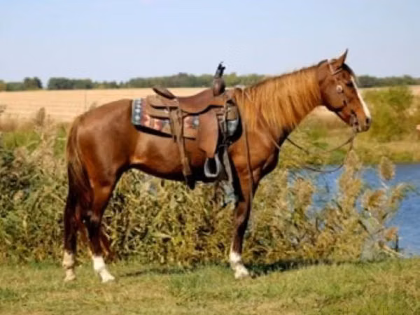 Iapă, Rocky Mountain Horse
