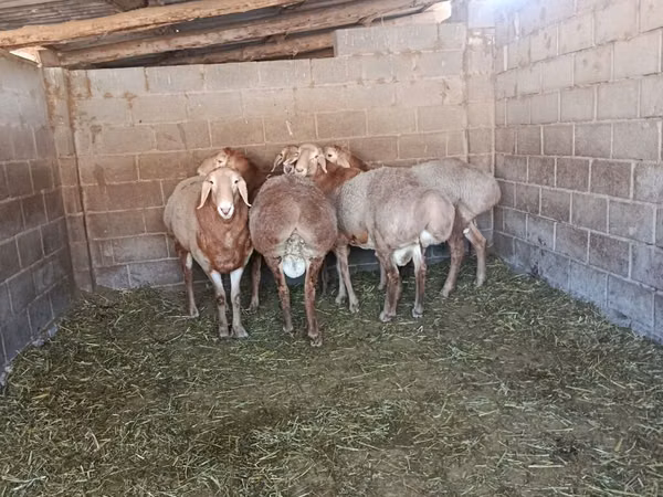 公羊, Arashan sheep