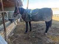 At, Karabakh horse — foto 1