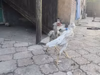 Shamo chickens — foto 5