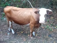 Bou, French Simmental cattle — foto 7
