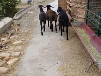 Oveja, Ovejas — foto 6