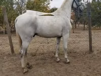 حصان, Lipizzaner — الصورة 1