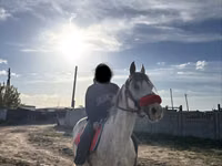Horse (M), Anglo-Arabian — photo 3