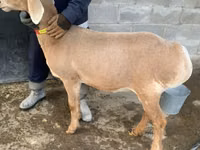 Schaf, Arashan sheep — Foto 1