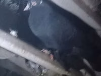 Ana donuz, Donuzlar — foto 2