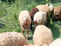 Bélier, Moutons — photo 1
