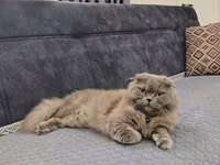 🐱💕 Şotland pişiyi satılır 💕🐱 🏷️ Cinsi: Şotland (Scottish) 🎀 — foto 1