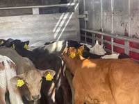 Bull, Cattle — photo 1