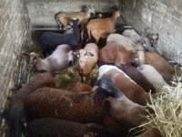 Qoyun, Cameroon sheep — foto 1