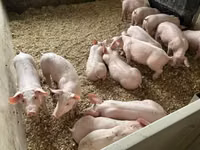Porci (lot, sex nespecificat) — foto 7