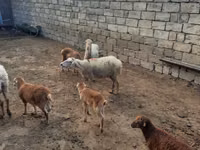 Qoyun, Qoyunlar — foto 7